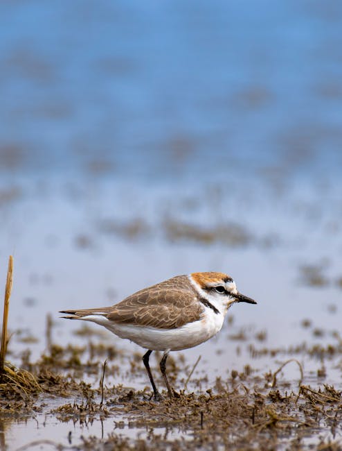 A small bird, likely a sandpiper, standing on a muddy surface near the edge of a body of water during daylight. The bird has a slender, slightly curved beak, light brown and white plumage with darker streaks on its back, and dark legs. The muddy area is scattered with small patches of grass and organic debris, with wet, reflective water extending into the background under natural lighting. The scene depicts a natural habitat typical for birdwatching or wildlife observations. This setting relates to outdoor environmental conditions often considered in planning for house removals and relocating outdoor equipment, although the primary focus is on the bird itself.